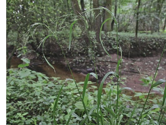 Schedonorus giganteus (L.) Holub