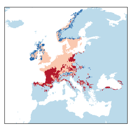 Schedonorus giganteus (L.) Holub