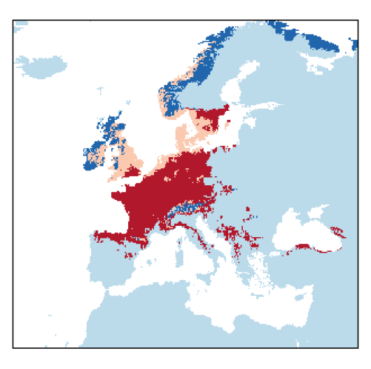 Schedonorus giganteus (L.) Holub