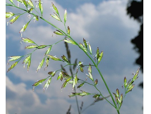 Schedonorus pratensis (Huds.) P. Beauv.