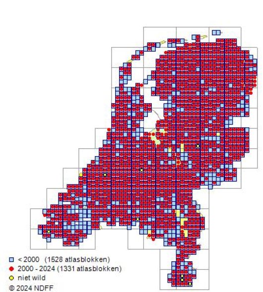 Schedonorus pratensis (Huds.) P. Beauv.