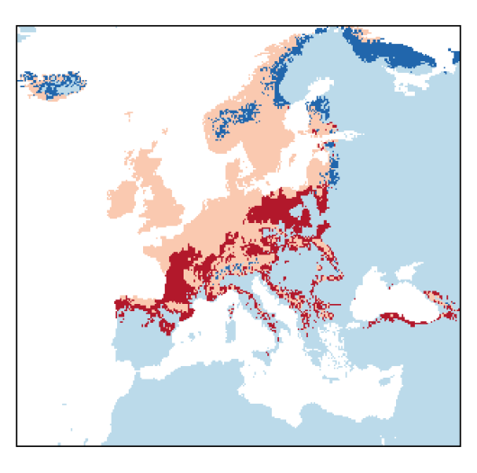 Schedonorus pratensis (Huds.) P. Beauv.