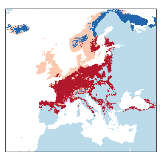 Schedonorus pratensis (Huds.) P. Beauv.