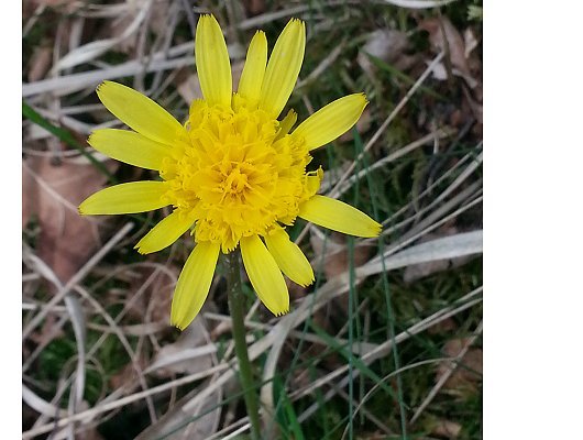 Scorzonera humilis L.
