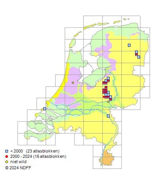 Scorzonera humilis L.