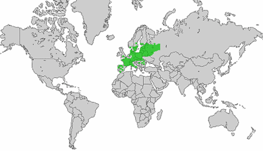 Scorzonera humilis L.