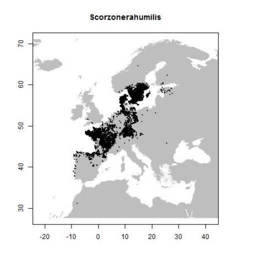 Scorzonera humilis L.