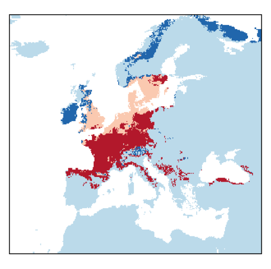 Scorzonera humilis L.
