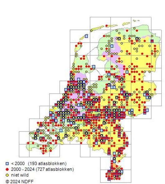 Securigera varia (L.) Lassen