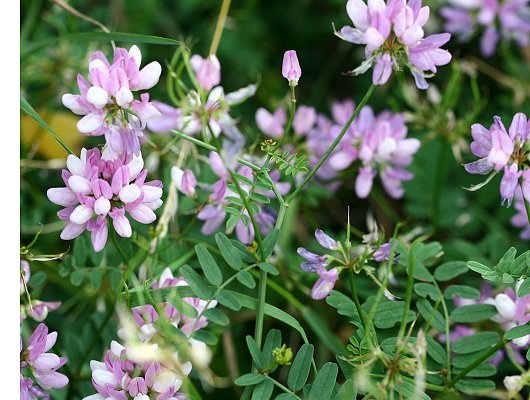 Securigera varia (L.) Lassen