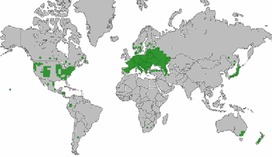 Securigera varia (L.) Lassen