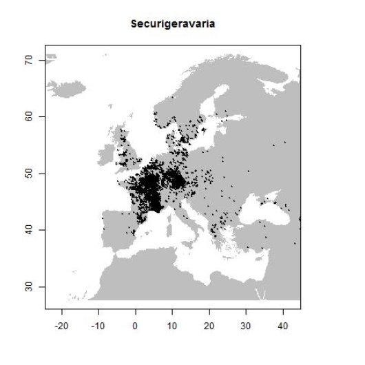 Securigera varia (L.) Lassen