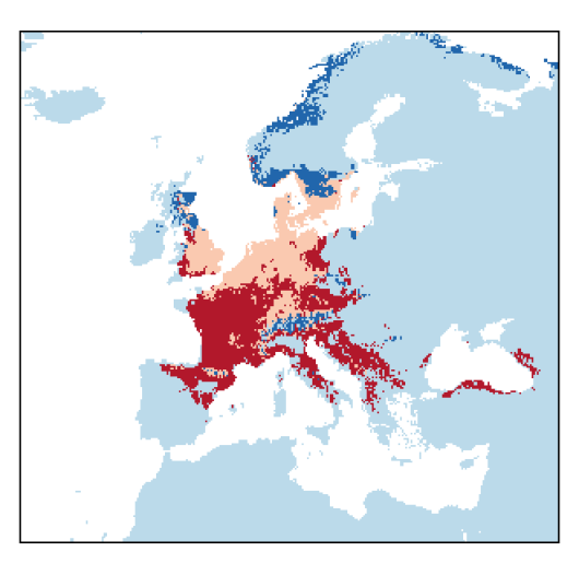 Securigera varia (L.) Lassen