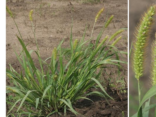 Setaria pumila (Poir.) Roem. & Schult.