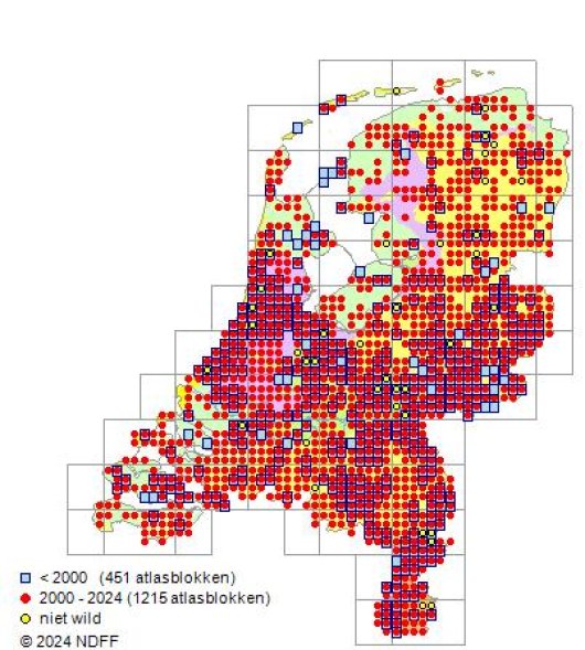 Setaria pumila (Poir.) Roem. & Schult.