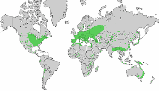 Setaria pumila (Poir.) Roem. & Schult.