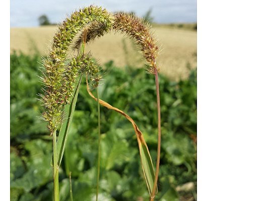 Setaria verticillata (L.) P. Beauv.