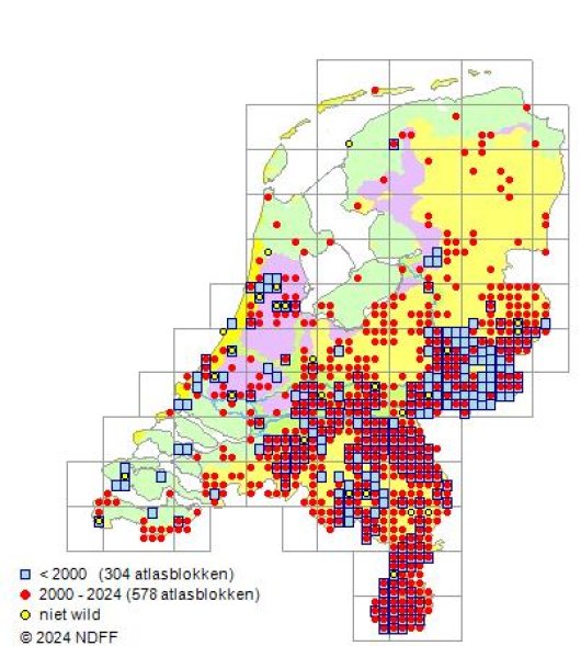 Setaria verticillata (L.) P. Beauv.