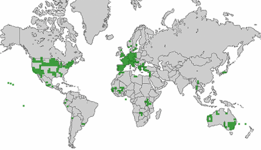 Setaria verticillata (L.) P. Beauv.