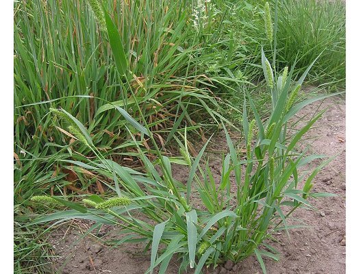 Setaria viridis (L.) P. Beauv.