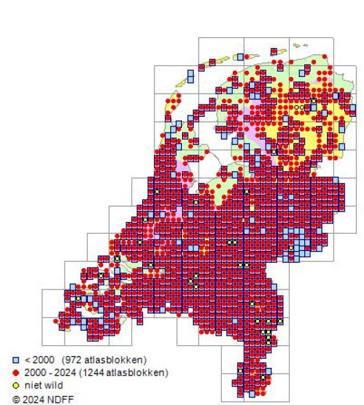 Setaria viridis (L.) P. Beauv.