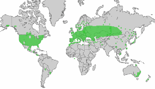 Setaria viridis (L.) P. Beauv.