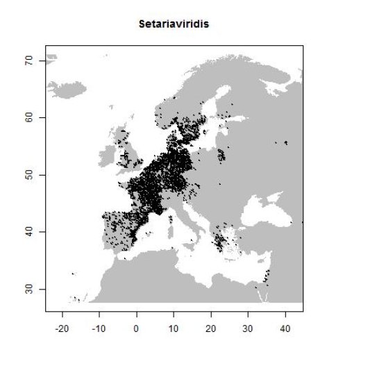 Setaria viridis (L.) P. Beauv.