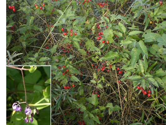 Solanum dulcamara L.