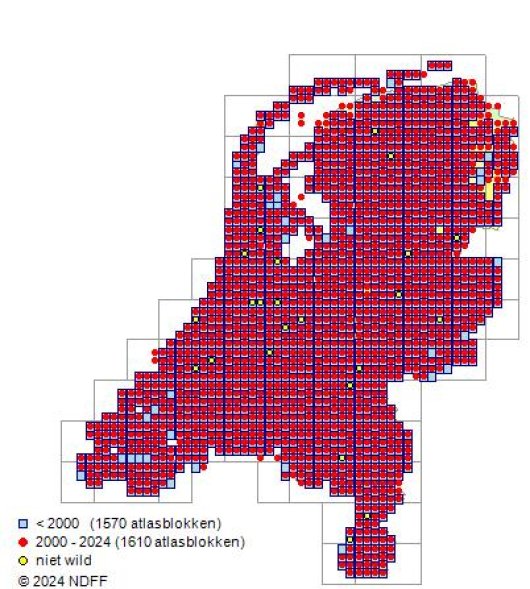 Solanum dulcamara L.