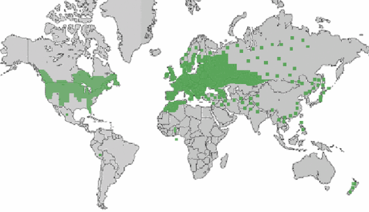 Solanum dulcamara L.