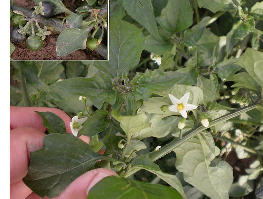 Solanum nigrum L.