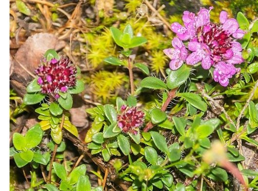 Thymus praecox Opiz
