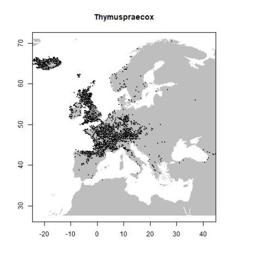 Thymus praecox Opiz