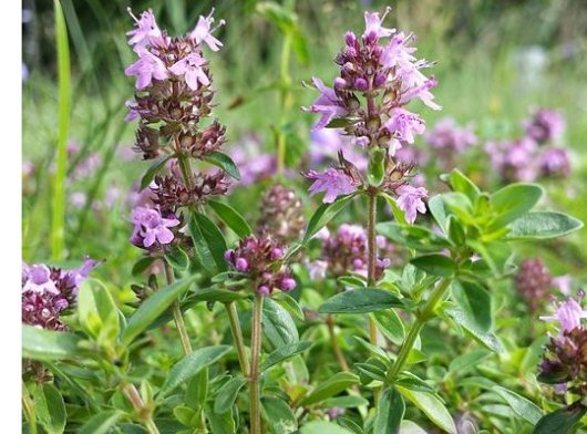 Thymus pulegioides L.