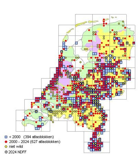 Thymus pulegioides L.