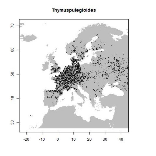 Thymus pulegioides L.