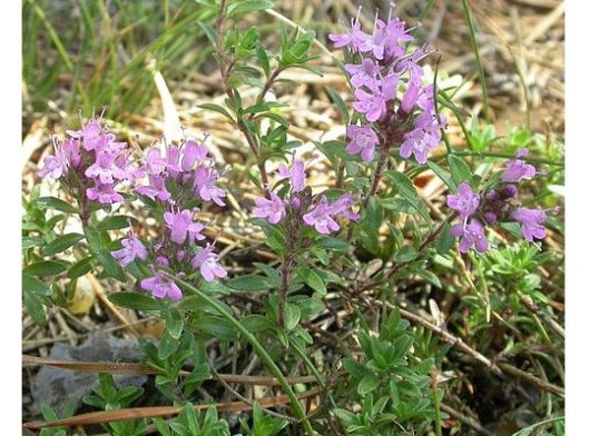 Thymus serpyllum L.