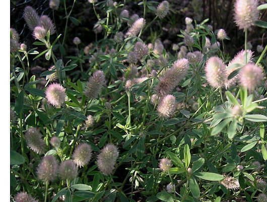 Trifolium arvense L.