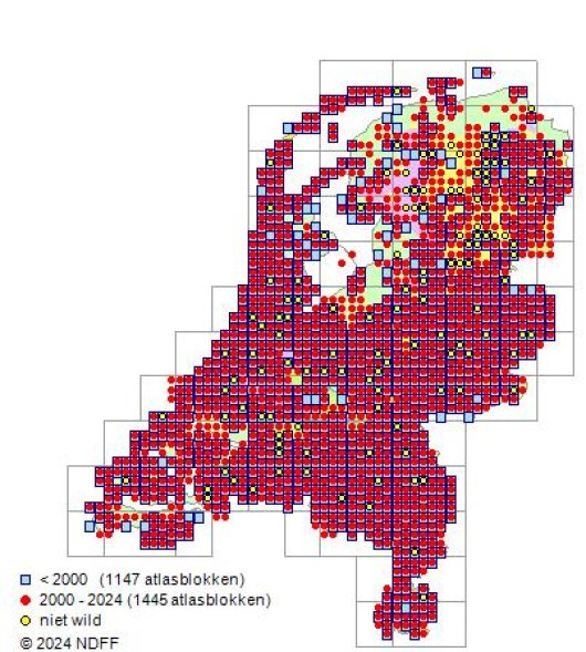 Trifolium arvense L.
