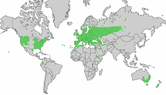 Trifolium arvense L.