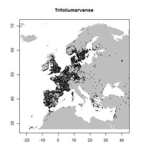 Trifolium arvense L.