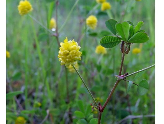 Trifolium campestre Schreb.