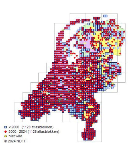 Trifolium campestre Schreb.