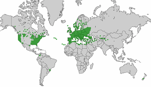 Trifolium campestre Schreb.