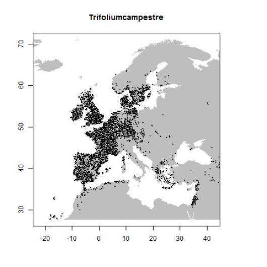 Trifolium campestre Schreb.