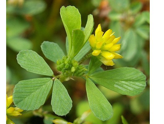 Trifolium dubium Sibthorp