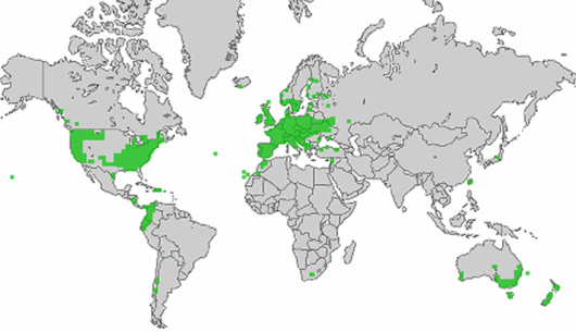 Trifolium dubium Sibthorp