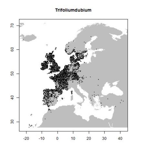Trifolium dubium Sibthorp