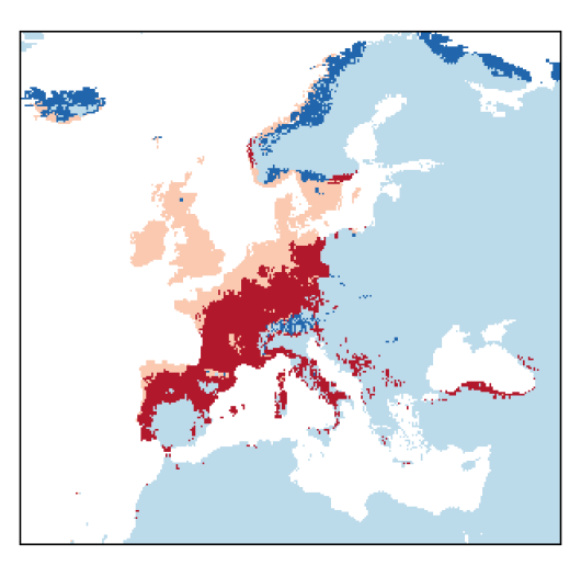 Trifolium dubium Sibthorp