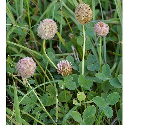 Trifolium fragiferum L.